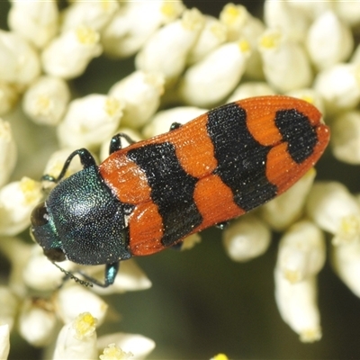 Castiarina crenata (Jewel beetle) at Michelago, NSW - 24 Dec 2024 by Harrisi