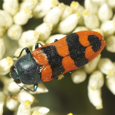 Castiarina crenata (Jewel beetle) at Michelago, NSW - 23 Dec 2024 by Harrisi