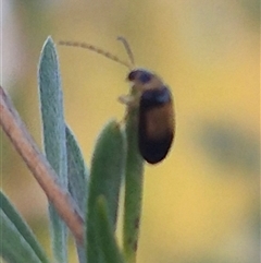 Monolepta picticollis at Bungendore, NSW - 26 Dec 2024 by clarehoneydove