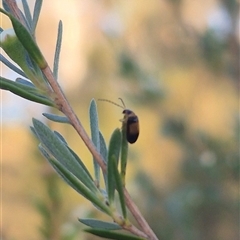 Monolepta picticollis at Bungendore, NSW - 26 Dec 2024