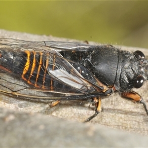 Yoyetta subalpina (Subalpine Firetail Cicada) at Tinderry, NSW by Harrisi