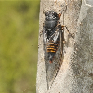 Yoyetta subalpina at Tinderry, NSW - 24 Dec 2024