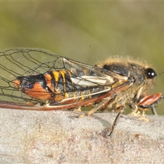 Yoyetta subalpina at Tinderry, NSW - 24 Dec 2024