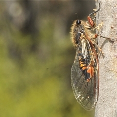 Yoyetta subalpina at Tinderry, NSW - suppressed