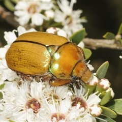 Anoplognathus suturalis (Centreline Christmas beetle) at Tinderry, NSW - 24 Dec 2024 by Harrisi