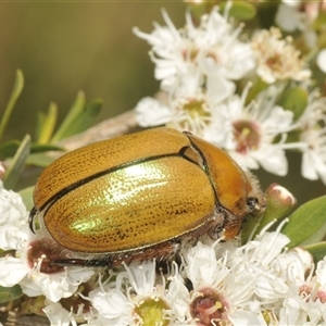 Anoplognathus suturalis at Tinderry, NSW - suppressed