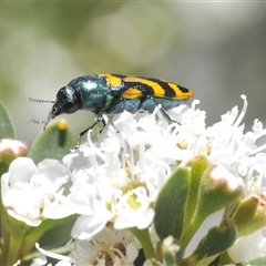 Castiarina flavopicta (Flavopicta jewel beetle) at Tinderry, NSW - 24 Dec 2024 by Harrisi