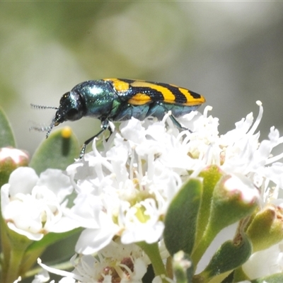 Castiarina flavopicta (Flavopicta jewel beetle) at Tinderry, NSW - 24 Dec 2024 by Harrisi