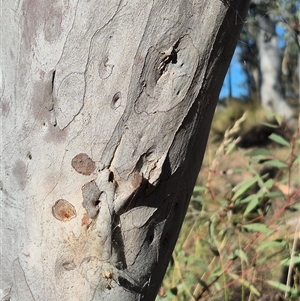 Cryptachaea veruculata at Bungendore, NSW - suppressed