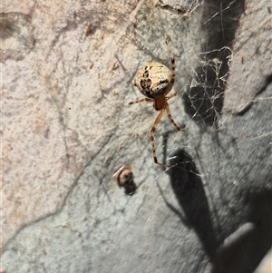 Cryptachaea veruculata at Bungendore, NSW - suppressed