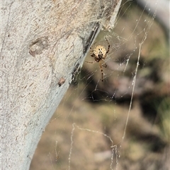 Cryptachaea veruculata at Bungendore, NSW - suppressed