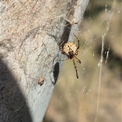 Cryptachaea veruculata at Bungendore, NSW - suppressed