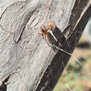 Cryptachaea veruculata at Bungendore, NSW - suppressed