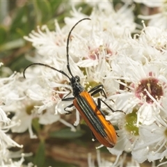 Unidentified Longhorn beetle (Cerambycidae) at Tinderry, NSW - 24 Dec 2024 by Harrisi