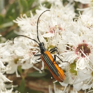 Stenoderus suturalis at Tinderry, NSW - 24 Dec 2024