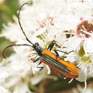 Stenoderus suturalis at Tinderry, NSW - suppressed