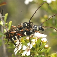 Hesthesis montana (A wasp mimic longhorn beetle) at Tinderry, NSW - 24 Dec 2024 by Harrisi