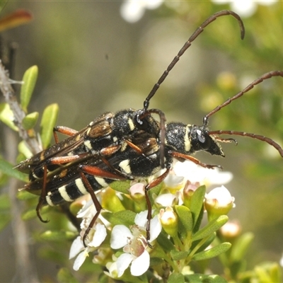 Hesthesis montana (A wasp mimic longhorn beetle) at Tinderry, NSW - 24 Dec 2024 by Harrisi