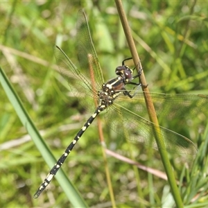 Unidentified Dragonfly (Anisoptera) at Tinderry, NSW by Harrisi