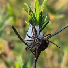 Oxyopes (genus) (Lynx spider) at Bungendore, NSW - 26 Dec 2024 by clarehoneydove