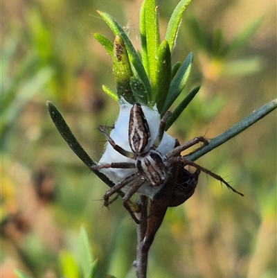 Oxyopes (genus) (Lynx spider) at Bungendore, NSW - 26 Dec 2024 by clarehoneydove