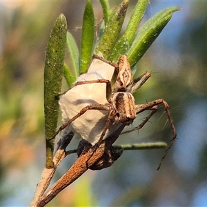 Oxyopes sp. (genus) at Bungendore, NSW - 26 Dec 2024