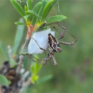 Oxyopes sp. (genus) at Bungendore, NSW - 26 Dec 2024