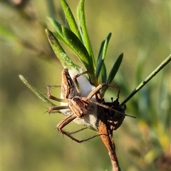 Oxyopes sp. (genus) at Bungendore, NSW - 26 Dec 2024