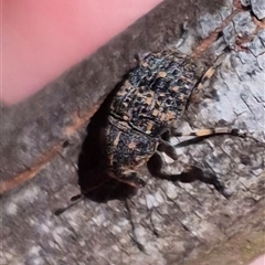 Ethneca bakewellii (Fungus weevil) at Bungendore, NSW - 25 Dec 2024 by clarehoneydove