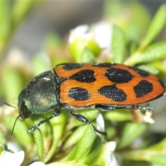 Castiarina octomaculata (A jewel beetle) at Tinderry, NSW - 24 Dec 2024 by Harrisi