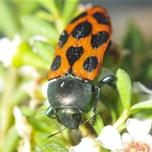 Castiarina octomaculata at Tinderry, NSW - 24 Dec 2024