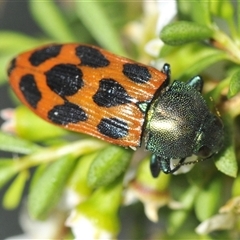 Castiarina octomaculata at Tinderry, NSW - 24 Dec 2024