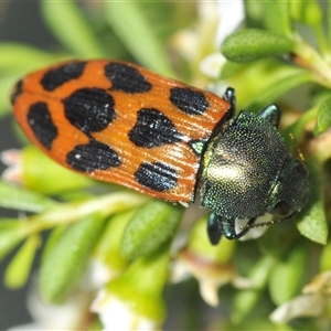 Castiarina octomaculata at Tinderry, NSW - 24 Dec 2024