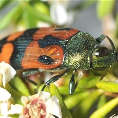 Castiarina delectabilis (A jewel beetle) at Tinderry, NSW - 24 Dec 2024 by Harrisi