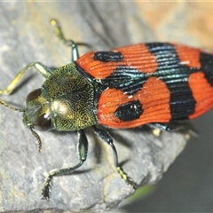 Castiarina delectabilis at Tinderry, NSW - 24 Dec 2024