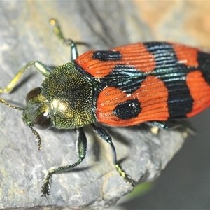 Castiarina delectabilis at Tinderry, NSW - 24 Dec 2024