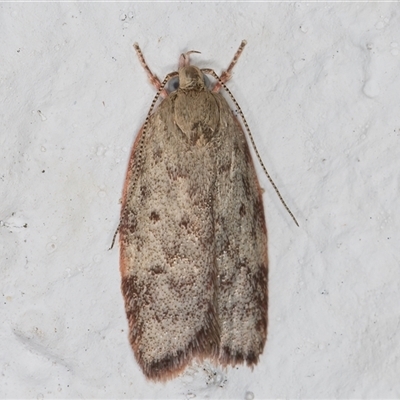 Garrha (genus) (A concealer moth) at Melba, ACT - 21 Dec 2024 by kasiaaus