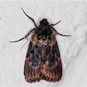 Araeopaschia undescribed spANIC19 (A Pyralid moth) at Melba, ACT by kasiaaus