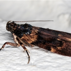 Araeopaschia undescribed spANIC19 at Melba, ACT - 21 Dec 2024 11:34 PM