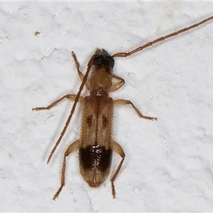 Atesta stigmosa (Longhorn or Longicorn beetle) at Melba, ACT by kasiaaus