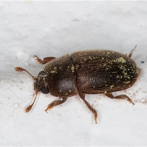 Nitidulidae sp. (family) at Melba, ACT - 22 Dec 2024