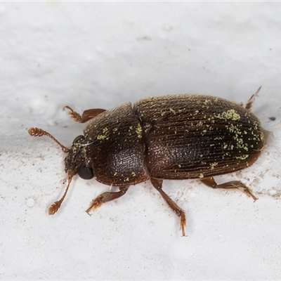 Nitidulidae sp. (family) (Sap beetle) at Melba, ACT - 22 Dec 2024 by kasiaaus