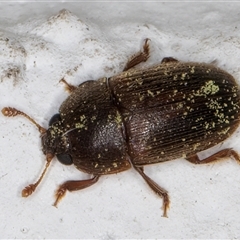 Nitidulidae sp. (family) at Melba, ACT - 22 Dec 2024