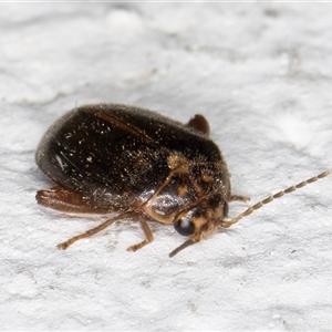 Scirtes sp. at suppressed - suppressed