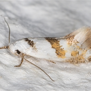 Notodryas (genus) at Melba, ACT - 22 Dec 2024 10:53 PM