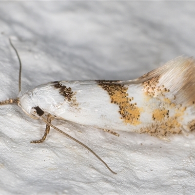 Notodryas (genus) (A Concealer moth (Chezala group) at Melba, ACT - 22 Dec 2024 by kasiaaus