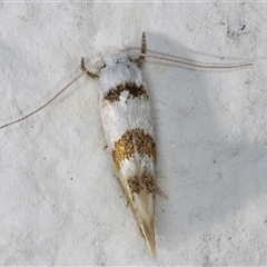 Notodryas (genus) at Melba, ACT - 22 Dec 2024