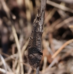 Unidentified Lacewing (Neuroptera) at Hughes, ACT - 26 Dec 2024 by LisaH