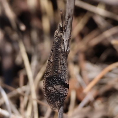 Glenoleon falsus (Antlion Lacewing) at Hughes, ACT - 26 Dec 2024 by LisaH