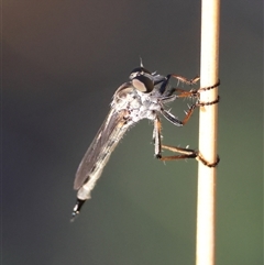 Cerdistus sp. (genus) (Slender Robber Fly) at Deakin, ACT - 20 Dec 2024 by LisaH